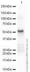 Chromobox 3 antibody, ab10480, Abcam, Western Blot image 