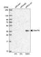 Chromosome 9 Open Reading Frame 78 antibody, HPA021232, Atlas Antibodies, Western Blot image 