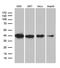 Replication Factor C Subunit 3 antibody, LS-C796188, Lifespan Biosciences, Western Blot image 