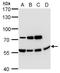 Anti-Mullerian Hormone antibody, NBP2-43670, Novus Biologicals, Western Blot image 