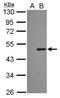 Influenza Virus NS1A Binding Protein antibody, PA5-27885, Invitrogen Antibodies, Western Blot image 