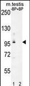 Pyruvate Dehydrogenase Phosphatase Regulatory Subunit antibody, PA5-48323, Invitrogen Antibodies, Western Blot image 