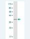 Ral Guanine Nucleotide Dissociation Stimulator Like 2 antibody, H00005863-M01, Novus Biologicals, Western Blot image 