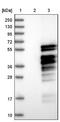 Myeloid Cell Nuclear Differentiation Antigen antibody, NBP1-87180, Novus Biologicals, Western Blot image 