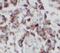 PRKCI antibody, FNab06486, FineTest, Immunohistochemistry frozen image 