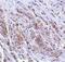 Tripartite Motif Containing 5 antibody, NBP1-76604, Novus Biologicals, Immunohistochemistry frozen image 