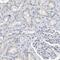 Importin 8 antibody, PA5-53801, Invitrogen Antibodies, Immunohistochemistry frozen image 