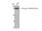 Heat Shock Protein 90 Alpha Family Class B Member 1 antibody, STJ91017, St John