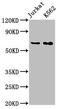 Stress Induced Phosphoprotein 1 antibody, CSB-RA022831A0HU, Cusabio, Western Blot image 