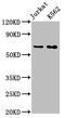 Stress-induced-phosphoprotein 1 antibody, CSB-RA022831A0HU, Cusabio, Western Blot image 