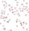 TGFB1-Induced Anti-Apoptotic Factor 1 antibody, NBP2-82022, Novus Biologicals, Immunocytochemistry image 