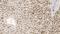 CD13 antibody, GTX01910, GeneTex, Immunohistochemistry paraffin image 