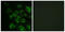 Erb-B2 Receptor Tyrosine Kinase 4 antibody, LS-C199055, Lifespan Biosciences, Immunofluorescence image 