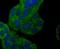Synuclein Gamma antibody, NBP2-66861, Novus Biologicals, Immunocytochemistry image 