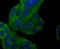 SNCG antibody, NBP2-66861, Novus Biologicals, Immunocytochemistry image 