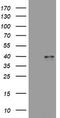 Wnt Family Member 3 antibody, LS-C175700, Lifespan Biosciences, Western Blot image 