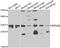 Spindlin Family Member 2B antibody, A14826, Boster Biological Technology, Western Blot image 