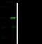 TNF Receptor Superfamily Member 11a antibody, 100431-T34, Sino Biological, Western Blot image 