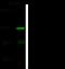 CD265 antibody, 100431-T34, Sino Biological, Western Blot image 