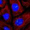 Selenoprotein F antibody, HPA054937, Atlas Antibodies, Immunofluorescence image 