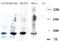 DNA Cross-Link Repair 1C antibody, A02405, Boster Biological Technology, Western Blot image 