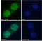 Snf2 Related CREBBP Activator Protein antibody, LS-C112885, Lifespan Biosciences, Immunofluorescence image 