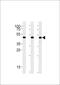 DExD-Box Helicase 39B antibody, MBS9211814, MyBioSource, Western Blot image 