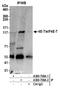 Eukaryotic Translation Initiation Factor 4E Nuclear Import Factor 1 antibody, A300-706A, Bethyl Labs, Immunoprecipitation image 