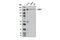 Leucine Rich Repeats And Immunoglobulin Like Domains 1 antibody, 12752S, Cell Signaling Technology, Western Blot image 