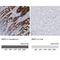 Retinol Binding Protein 2 antibody, NBP1-85464, Novus Biologicals, Immunohistochemistry paraffin image 