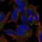 Transmembrane Protein 169 antibody, NBP2-68790, Novus Biologicals, Immunofluorescence image 