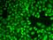 Hydrogen Voltage Gated Channel 1 antibody, orb324603, Biorbyt, Immunocytochemistry image 
