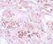 Secernin 1 antibody, NBP1-77187, Novus Biologicals, Immunohistochemistry paraffin image 