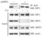 Receptor Interacting Serine/Threonine Kinase 3 antibody, 2283, QED Bioscience, Dot Blot image 