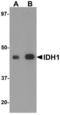 Isocitrate Dehydrogenase (NADP(+)) 1, Cytosolic antibody, LS-B5288, Lifespan Biosciences, Western Blot image 