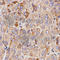 Growth Arrest Specific 2 antibody, A1168, ABclonal Technology, Immunohistochemistry paraffin image 