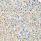 RB Binding Protein 9, Serine Hydrolase antibody, GTX64865, GeneTex, Immunohistochemistry paraffin image 