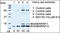 GABA Type A Receptor-Associated Protein antibody, LS-C166311, Lifespan Biosciences, Western Blot image 