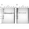 ATP Synthase F1 Subunit Beta antibody, NBP1-90816, Novus Biologicals, Western Blot image 