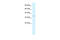 COP9 Signalosome Subunit 5 antibody, 27-721, ProSci, Western Blot image 