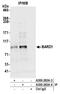 BRCA1 Associated RING Domain 1 antibody, A300-263A, Bethyl Labs, Immunoprecipitation image 