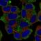 Nascent polypeptide-associated complex subunit alpha antibody, HPA073648, Atlas Antibodies, Immunofluorescence image 