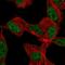 Kruppel Like Factor 12 antibody, HPA064146, Atlas Antibodies, Immunofluorescence image 