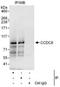 Coiled-Coil Domain Containing 8 antibody, NBP1-50022, Novus Biologicals, Immunoprecipitation image 