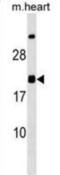 Mediator Complex Subunit 9 antibody, abx030242, Abbexa, Western Blot image 