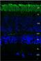 Rhodopsin antibody, GTX02563, GeneTex, Immunohistochemistry frozen image 