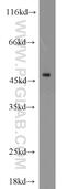 NAD Kinase antibody, 15548-1-AP, Proteintech Group, Western Blot image 