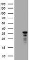 Jun Proto-Oncogene, AP-1 Transcription Factor Subunit antibody, TA800596, Origene, Western Blot image 
