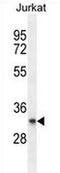 Proline Rich And Gla Domain 3 antibody, AP53462PU-N, Origene, Western Blot image 