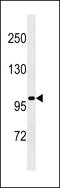 Schlafen Family Member 13 antibody, 59-690, ProSci, Western Blot image 